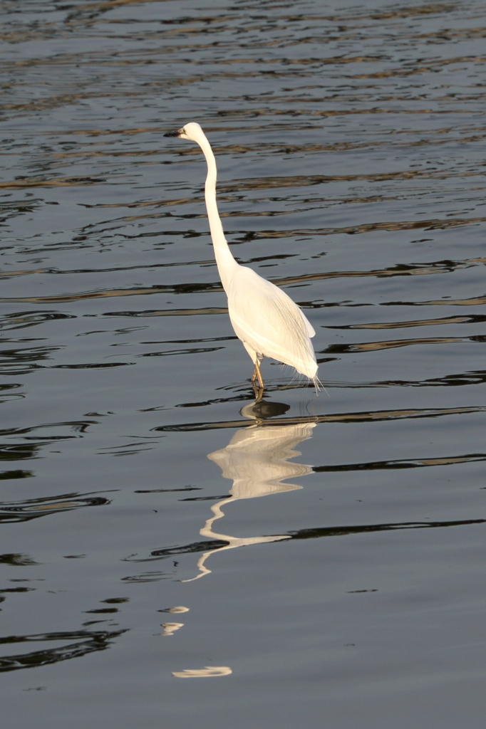 今日は、あつかったなあ～！！