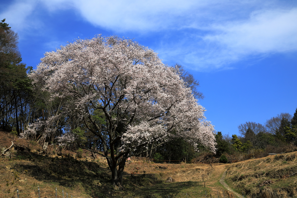 宿根の大桜(2) 210327-039