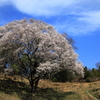 宿根の大桜(2) 210327-039
