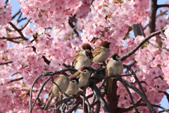 春近し (3) 260312-202