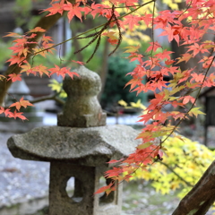 今高野の紅葉(8) 171105-