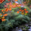 佛通寺 (7) 15.11.09