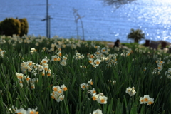 水仙の里 (5) 260217-7075