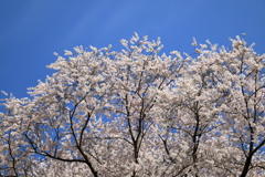 宿根の大桜(4) 210327-050