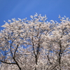 宿根の大桜(4) 210327-050
