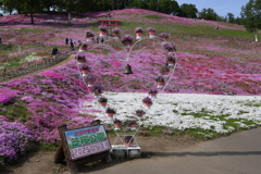 ひがしもこと芝桜公園 250531-956
