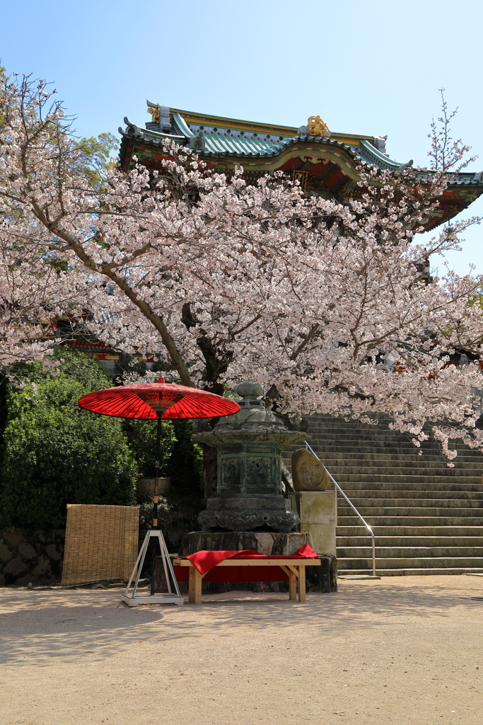 耕三寺桜まつり(5) 200402-930