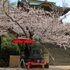 耕三寺桜まつり(5) 200402-930