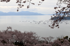 正福寺の桜 (4) 16.04.04