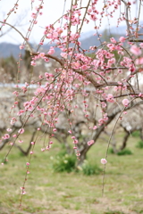 満汐梅林 (1) 250320-739