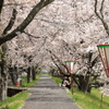 雲南・三刀屋河川敷桜土手(4) 210402-109