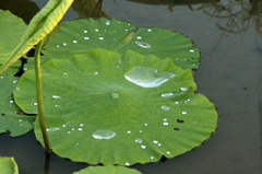 水玉　(1) 15.07.02