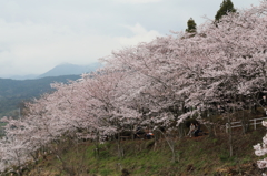 正福寺の桜 (3) 16.04.04