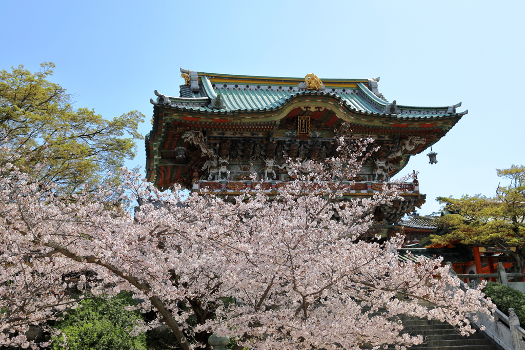 耕三寺桜まつり (1)　200402-933