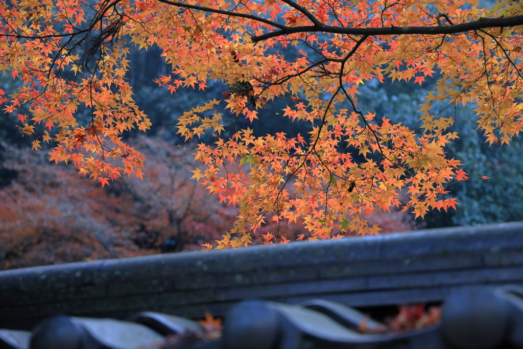 佛通寺 (1) 251130-291