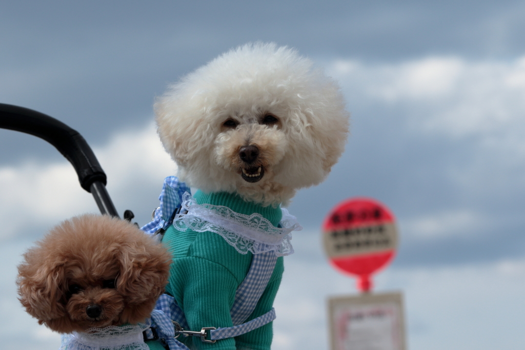 モデル(2) 210409-537 