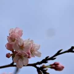 大和の桜 (3) 16.04.03