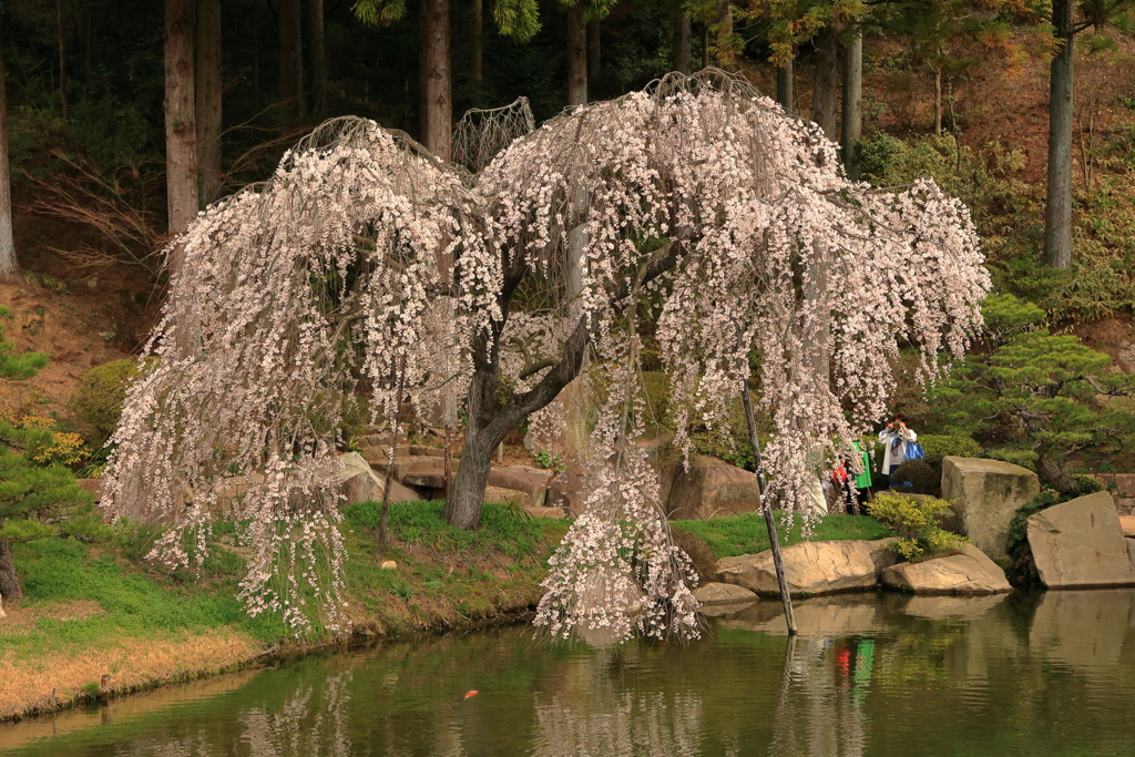 三景園 (10) 240402-923