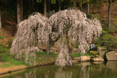 三景園 (10) 240402-923