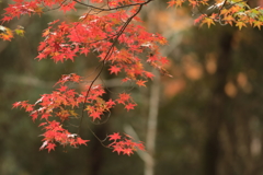 佛通寺(4) 191114-269-2