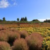 花夢の里  (10) 241009-571