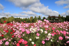 花の広場（コスモス）① 211017-197
