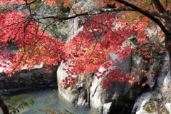 紅葉 in 三郎の滝(5)  181108-