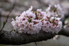 土手の桜 (4) 16.04.05