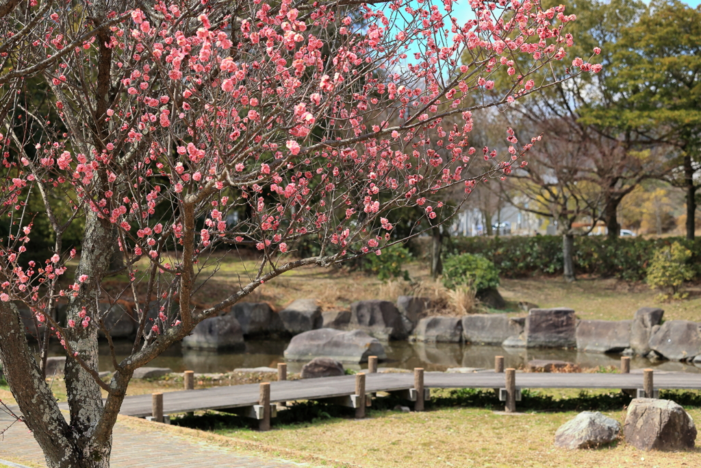 宮浦公園 240309-799