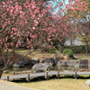宮浦公園 240309-799