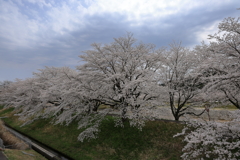 雲南の桜 (12) 250408-996