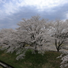 雲南の桜 (12) 250408-996