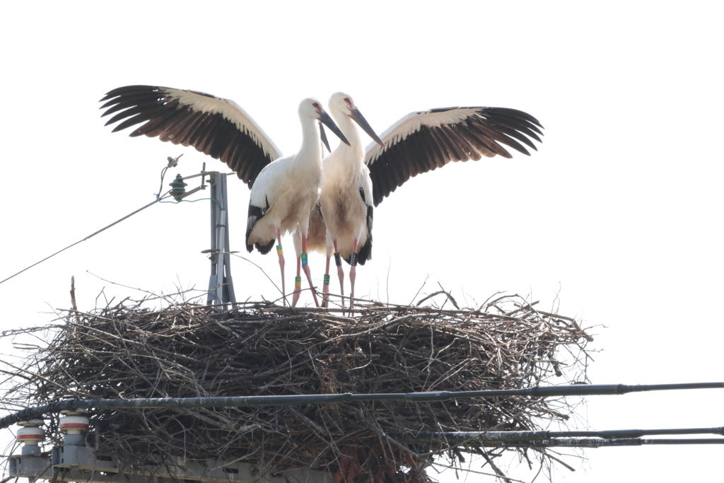 コウノトリ in  世羅町 (1) 230706-885