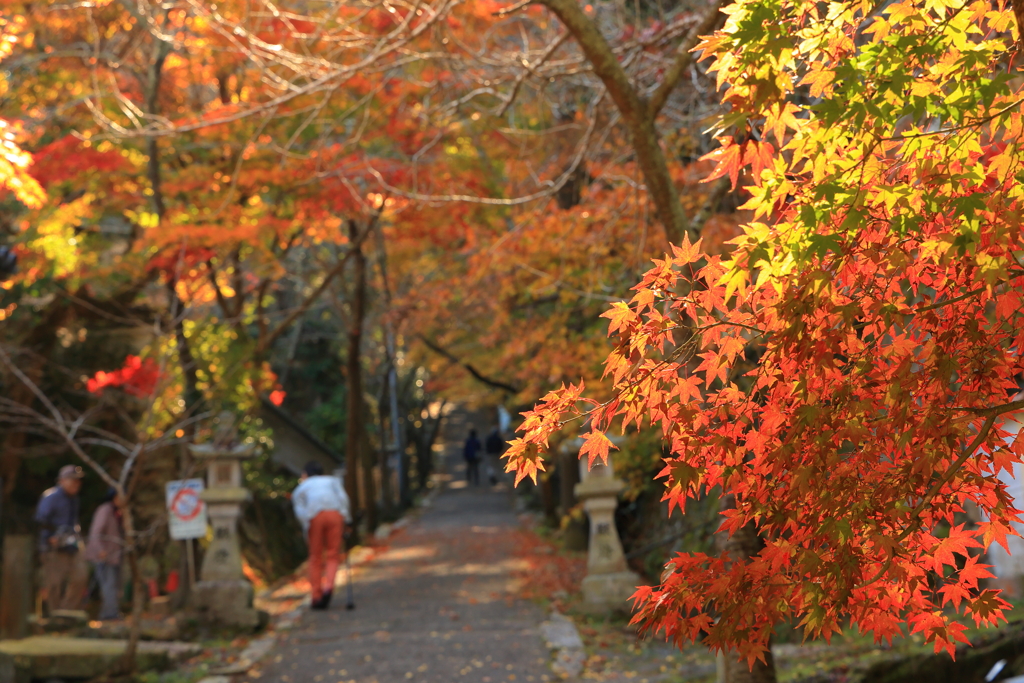 今高野 (3) 231108-252