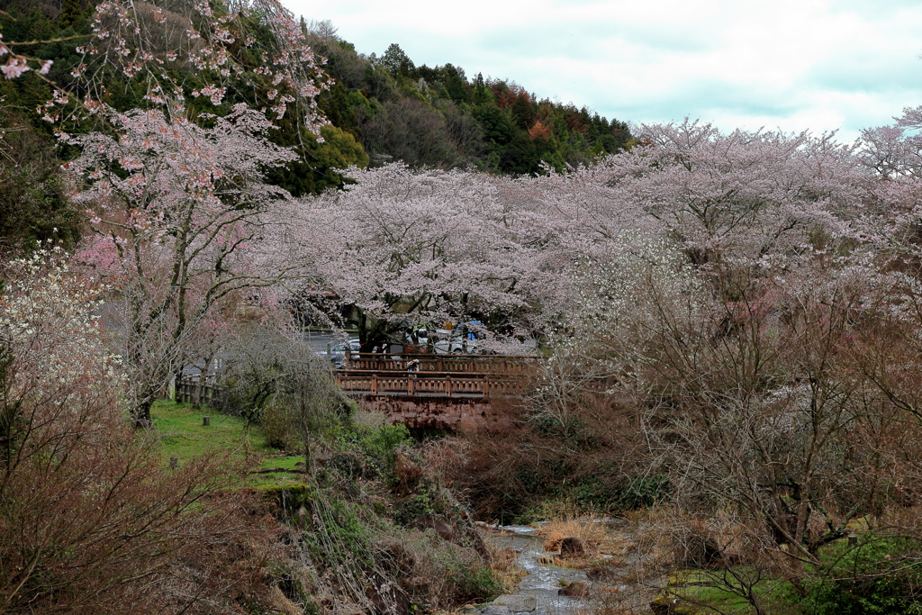御調八幡宮 (2) 240404-931