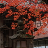 今高野 (4) 231122-254 