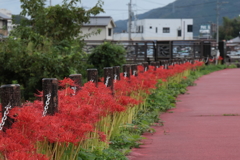 赤の遊歩道 (2) 250929-9005
