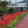 赤の遊歩道 (2) 250929-9005