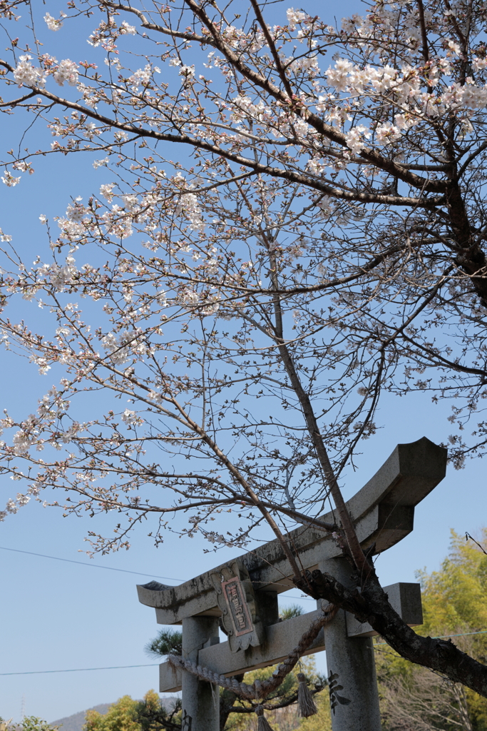 浦島神社 240401-871