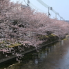 桜土手(1)  180329-020