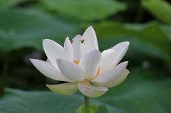 蓮 (1)  15.07.09 蓮 (1)  15.07.09