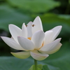 蓮 (1)  15.07.09