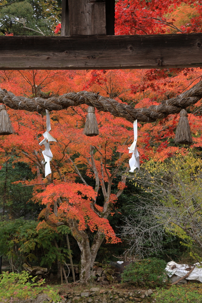 御調八幡宮 251118-181