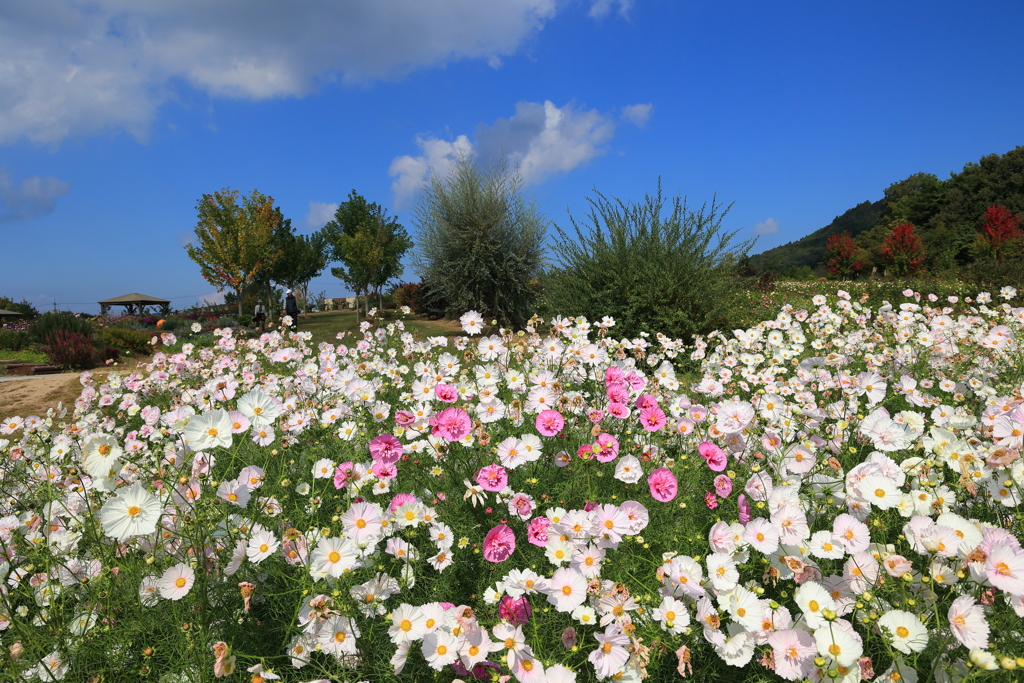 世羅高原花の森 (1) 231016-152