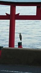 瞑想中かな？(2) 