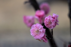春の予感 (2) 250313-695