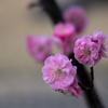 春の予感 (2) 250313-695