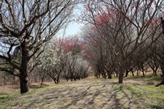 西野梅林 (1) 250314-704