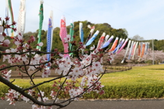 こいのぼりと桜 (3) 16.04.11