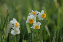 水仙の里 (1) 260217-7052